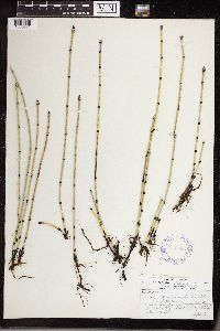 Equisetum variegatum subsp. variegatum image