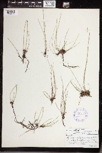 thumbnail image of current specimen