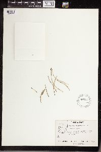 Thumbnail image of current specimen