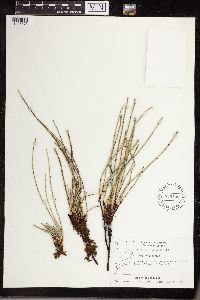 thumbnail image of current specimen