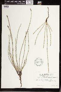 Equisetum variegatum subsp. variegatum image