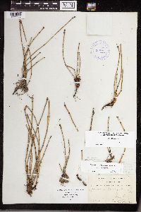 Equisetum variegatum subsp. variegatum image