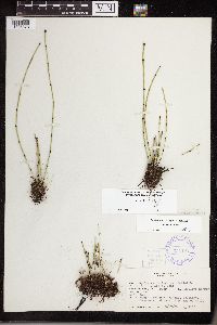 Equisetum variegatum subsp. variegatum image