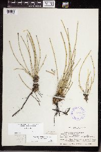 thumbnail image of current specimen