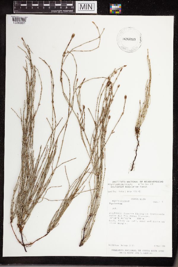 Equisetum bogotense image
