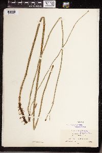 Equisetum giganteum image