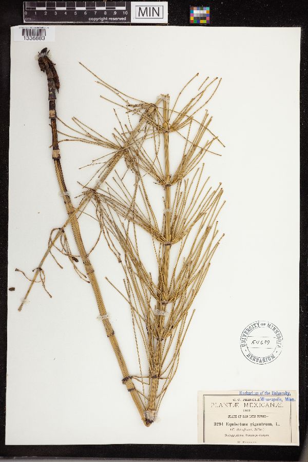 Equisetum giganteum image