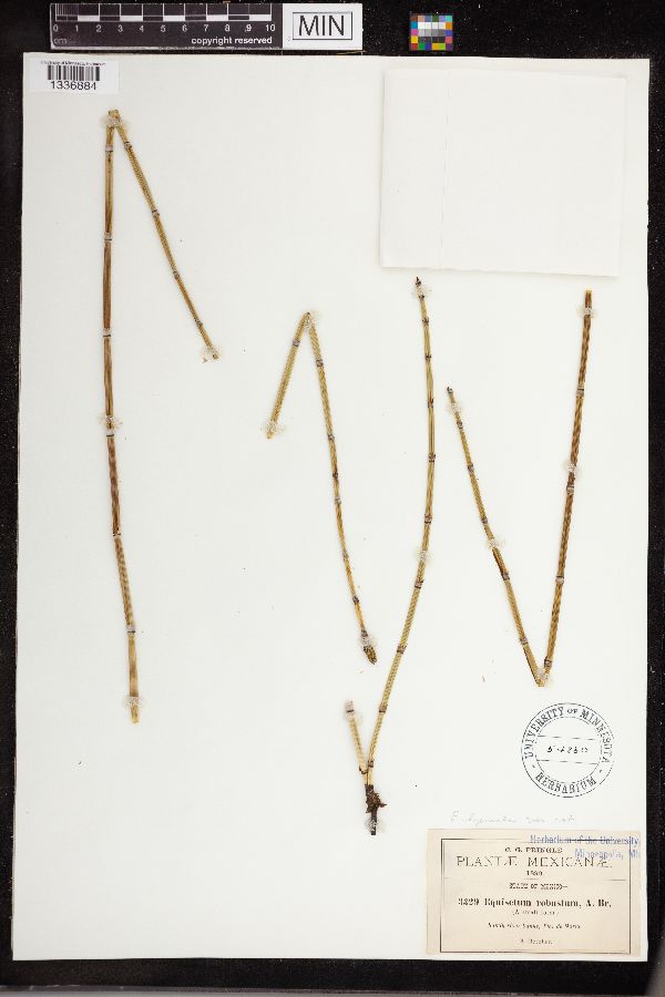 Equisetum robustum image