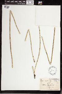 Image of Equisetum robustum