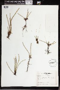Equisetum variegatum image