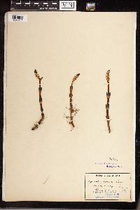 Thumbnail image of current specimen