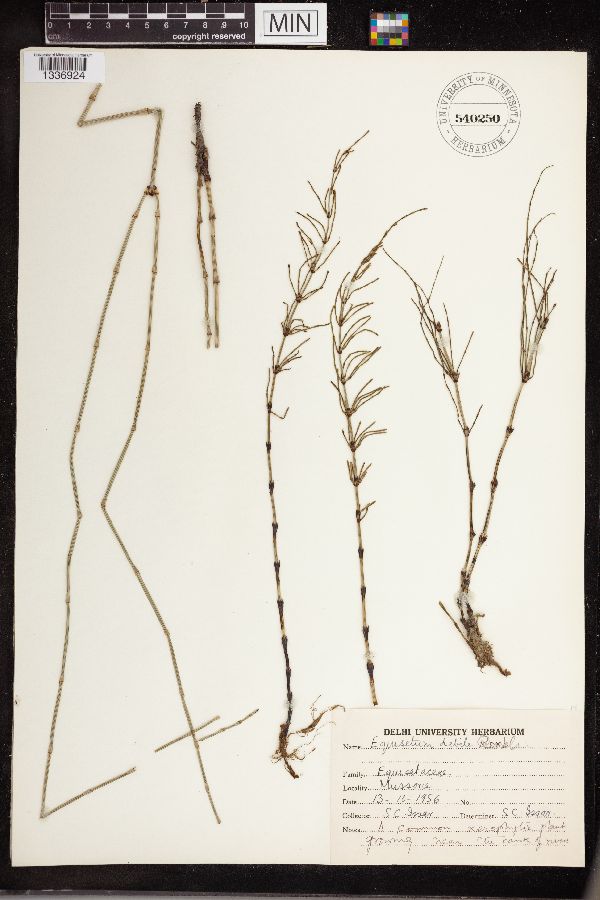Equisetum debile image
