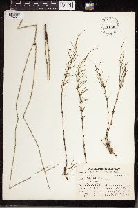 Image of Equisetum debile