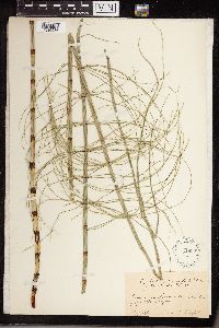 Equisetum heleocharis image