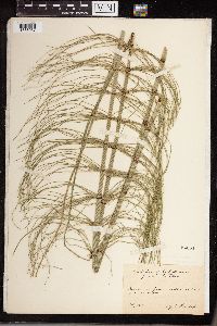 Equisetum heleocharis image