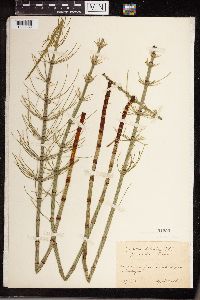 Equisetum heleocharis image