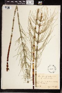 Equisetum heleocharis image