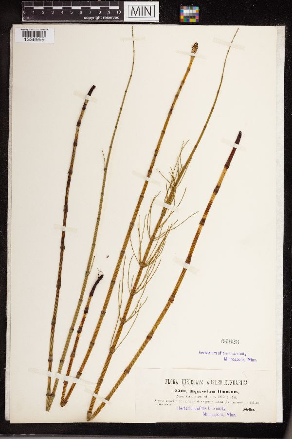 Equisetum limosum image