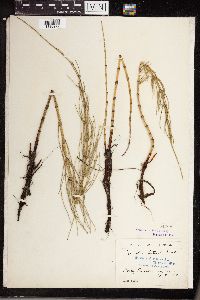 Equisetum littorale image