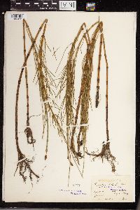 Equisetum littorale image