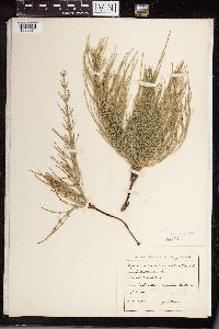 Equisetum littorale image