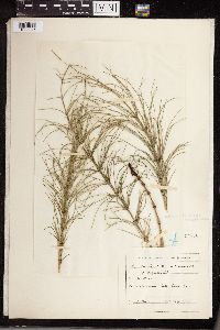 Equisetum littorale image
