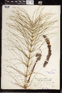 Equisetum littorale image