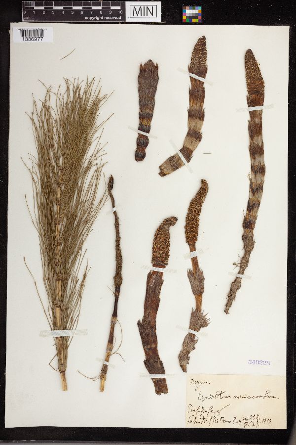 Equisetum maximum image