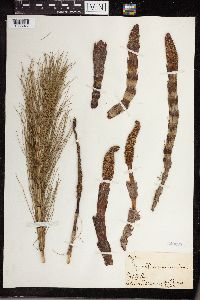 Image of Equisetum maximum