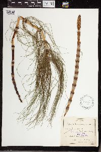 Equisetum maximum image