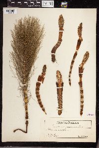Equisetum maximum image