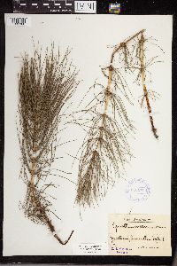 Equisetum maximum image