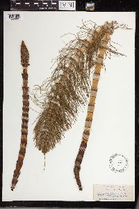 Equisetum maximum image
