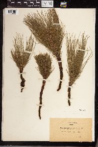 Equisetum maximum image