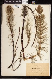 Equisetum maximum image