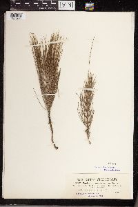 Equisetum maximum image