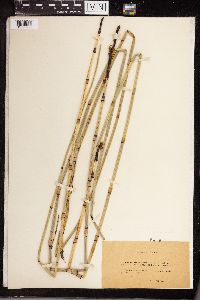 Equisetum maximum image
