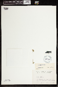 Lemna turionifera image