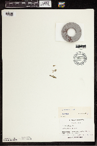 Lemna turionifera image