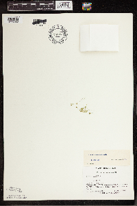 Lemna turionifera image