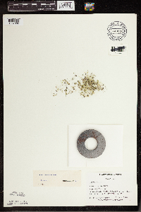 Lemna turionifera image