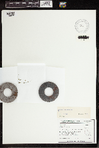 Lemna turionifera image