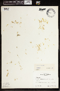 Lemna turionifera image