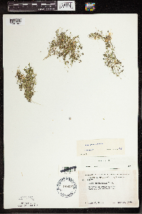 Lemna turionifera image