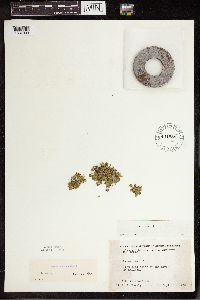 Lemna turionifera image