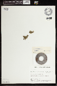 Lemna turionifera image