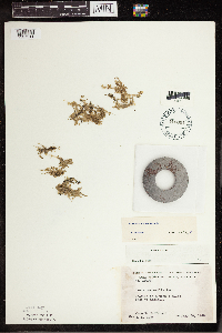 Lemna turionifera image