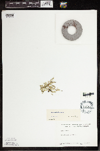 Lemna turionifera image