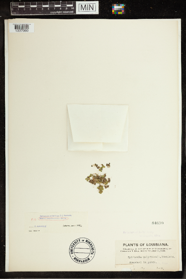 Lemna aequinoctialis image