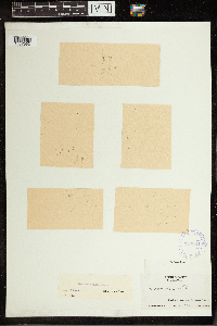 Lemna minuta image
